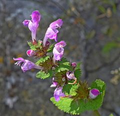 Lamium garganicum