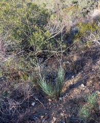 Anginon swellendamense