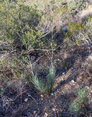 Anginon swellendamense