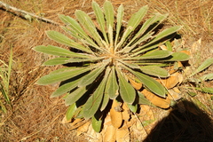 Espeletia guacharaca