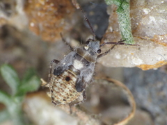 Deraeocoris serenus