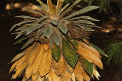 Espeletia guacharaca