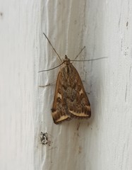 Loxostege munroealis