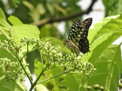 Graphium agamemnon agamemnon