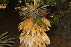 Espeletia guacharaca