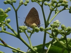 Rapala manea chozeba
