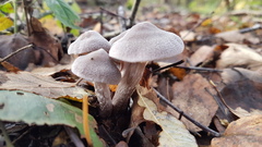 Cortinarius hemitrichus