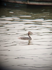 Podiceps cristatus