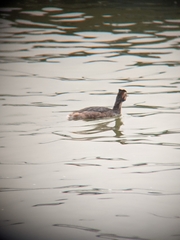 Podiceps cristatus