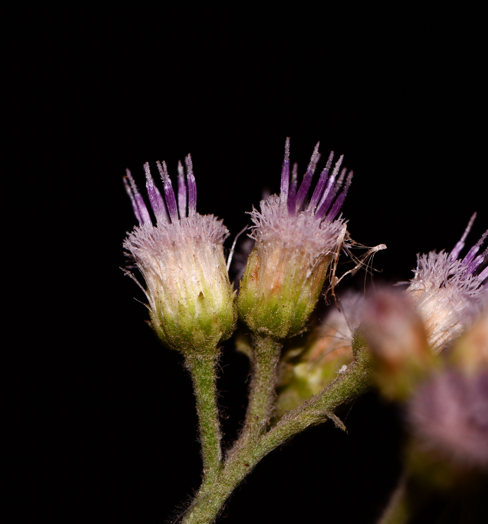 Pluchea tomentosa