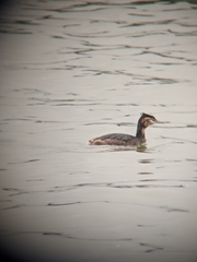 Podiceps cristatus