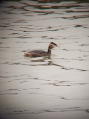 Podiceps cristatus