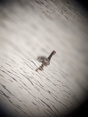 Podiceps cristatus
