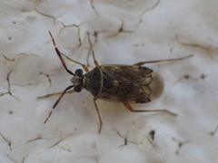 Eurystylus bellevoyei