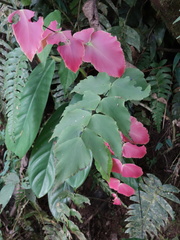 Adiantum macrophyllum