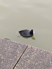 Fulica atra