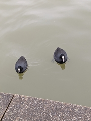 Fulica atra
