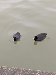 Fulica atra