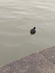 Fulica atra