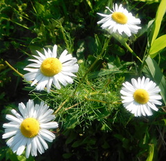 Tripleurospermum inodorum