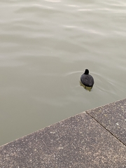 Fulica atra