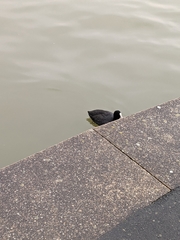 Fulica atra