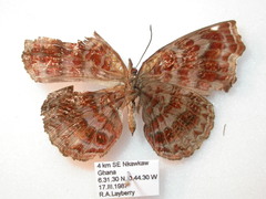 Ariadne enotrea