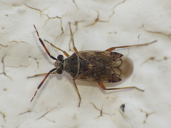 Eurystylus bellevoyei