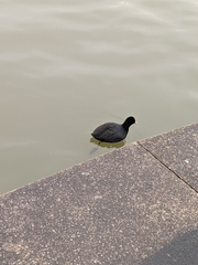 Fulica atra
