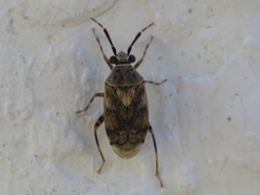 Eurystylus bellevoyei