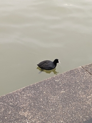 Fulica atra