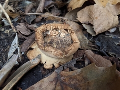 Geastrum triplex