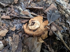 Geastrum triplex