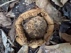Geastrum triplex