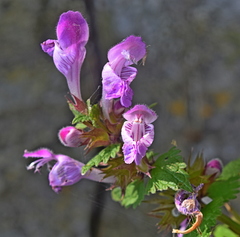 Lamium garganicum