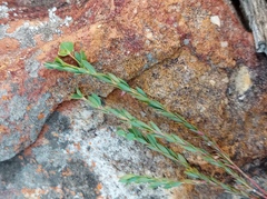 Euphorbia genistoides