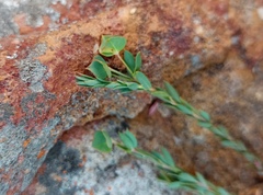 Euphorbia genistoides