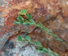 Euphorbia genistoides