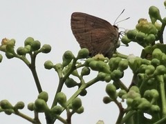 Rapala manea chozeba