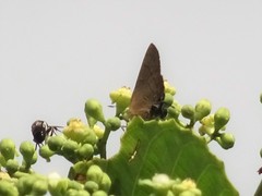 Rapala manea chozeba