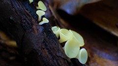 Hymenoscyphus serotinus