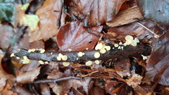 Hymenoscyphus serotinus