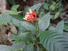Palicourea punicea