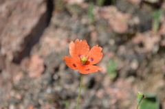 Papaver laevigatum