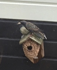 Sturnus vulgaris
