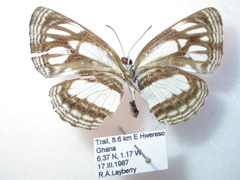 Neptis melicerta