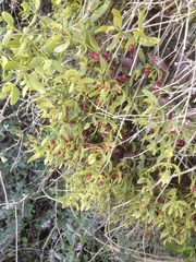 Viscum cruciatum