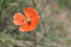Papaver laevigatum