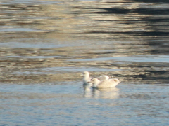 Larus argentatus mongolicus
