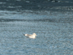 Larus argentatus mongolicus
